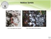 Baltijos vilkas 12 puslapis