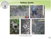 Baltijos vilkas 13 puslapis