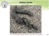 Baltijos vilkas 14 puslapis