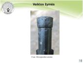 Baltijos vilkas 15 puslapis