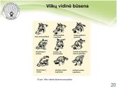 Baltijos vilkas 16 puslapis