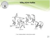 Baltijos vilkas 17 puslapis