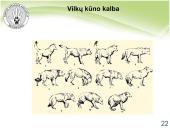 Baltijos vilkas 18 puslapis