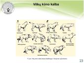 Baltijos vilkas 19 puslapis