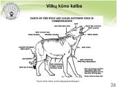 Baltijos vilkas 20 puslapis