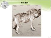 Baltijos vilkas 3 puslapis