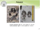 Baltijos vilkas 6 puslapis