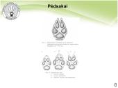 Baltijos vilkas 7 puslapis