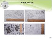 Baltijos vilkas 9 puslapis