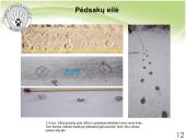 Baltijos vilkas 10 puslapis