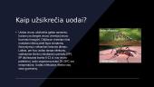 Dengės karštligė 5 puslapis