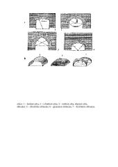 Mūro darbų mokomosios praktikos ataskaita 12 puslapis