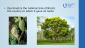 Brazil`s  culture 3 puslapis