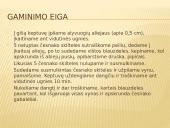 Šeimos šventė Kalėdos 3 puslapis