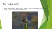 Paąžuolynės botaninis-zoologinis draustinis 4 puslapis