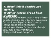 Henriko Radausko eilėraščio „Fontanas“ analizė 12 puslapis