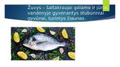 Įdomiai patiekiamos jūrų gėrybės ir išradingai papuošti bei patiekti jūrų gėrybių patiekalai 9 puslapis