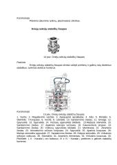 Pneumatinės stabdžių pavaros sandara ir veikimas 8 puslapis