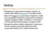 Smegenys – valdymo centras 5 puslapis