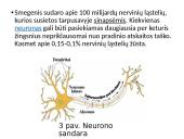 Smegenys – valdymo centras 6 puslapis