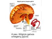 Smegenys – valdymo centras 7 puslapis