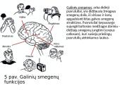 Smegenys – valdymo centras 8 puslapis