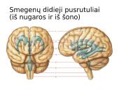 Smegenys – valdymo centras 9 puslapis