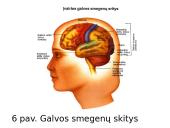 Smegenys – valdymo centras 10 puslapis