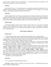 J. Marcinkevičius "Mažvydas" - veikėjų charakteristika 2 puslapis