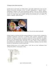 Vėžiagyvių regėjimas pritaikytas namų šildymo technologijoje 5 puslapis