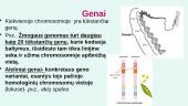 Genas. Genetinis kodas 3 puslapis