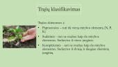 Trąšos, jų skirstymas, nauda bei žala 6 puslapis