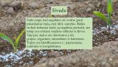 Trąšos, jų skirstymas, nauda bei žala 10 puslapis