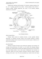 Rėmai, kėbulai, ratai, padangos 6 puslapis