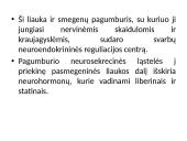 Liaukos išskiria hormonus 10 puslapis