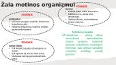 Narkotinių medžiagų žala gemalo vystymuisi 6 puslapis