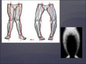 Modifikacinis kintamumas tyrime 17 puslapis