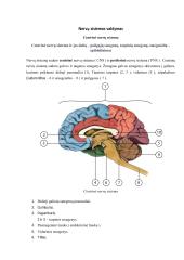 Neurobiologijos teorija