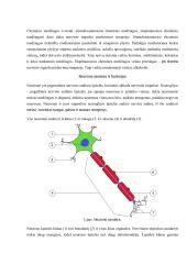 Neurobiologijos teorija 11 puslapis