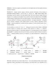 Neurobiologijos teorija 12 puslapis