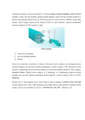 Neurobiologijos teorija 13 puslapis