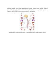 Neurobiologijos teorija 15 puslapis