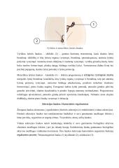 Neurobiologijos teorija 5 puslapis