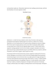 Neurobiologijos teorija 7 puslapis