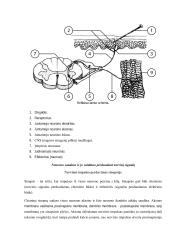 Neurobiologijos teorija 9 puslapis