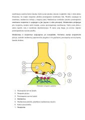 Neurobiologijos teorija 10 puslapis