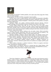 Stuburinių zoologija - paukščiai 2 puslapis