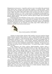 Stuburinių zoologija - paukščiai 8 puslapis