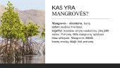 Kas yra mangrovės? 3 puslapis