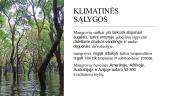 Kas yra mangrovės? 4 puslapis